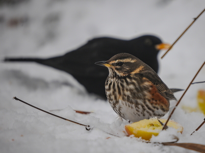 Vindrossel (Turdus iliacus)