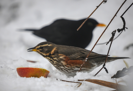 Vindrossel (Turdus iliacus)