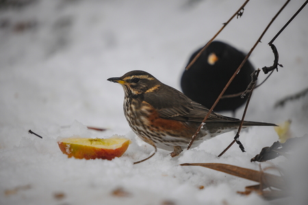 Vindrossel (Turdus iliacus)