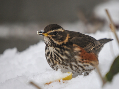 Vindrossel (Turdus iliacus)