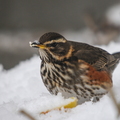 Vindrossel (Turdus iliacus)