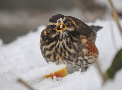 Vindrossel (Turdus iliacus)