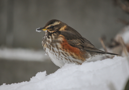 Vindrossel (Turdus iliacus)