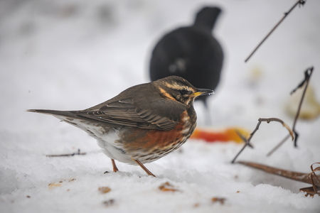 Vindrossel (Turdus iliacus)