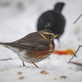 Vindrossel (Turdus iliacus)