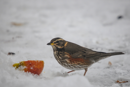 Vindrossel (Turdus iliacus)
