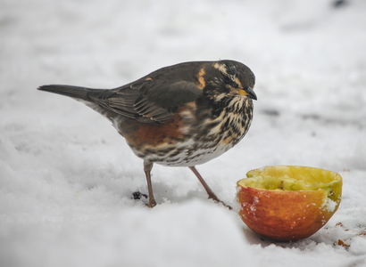 Vindrossel (Turdus iliacus)
