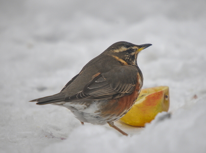 Vindrossel (Turdus iliacus)