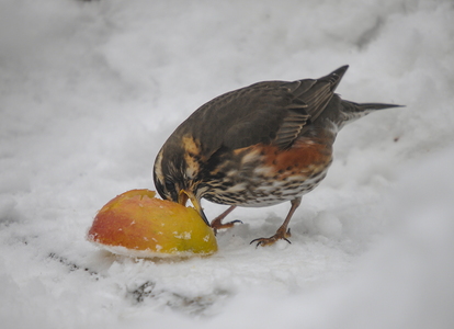 Vindrossel (Turdus iliacus)
