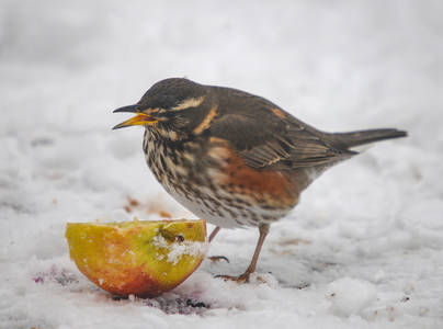 Vindrossel (Turdus iliacus)