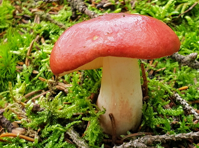 Cinnoberrød Skørhat (Russula pseudointegra)