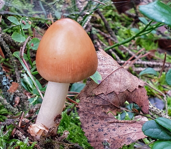 Brun kam-fluesvamp (Amanita fulva)