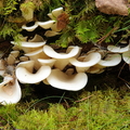 Kridthat (Pleurocybella porrigens)