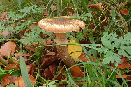 Mørk Honningsvamp (Armillaria ostoyae)