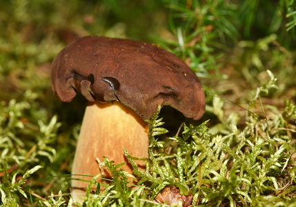 Brunstokket Rørhat (Imleria badia)