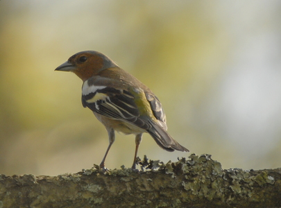 Bogfinke (Fringilla coelebs)