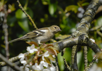 Bogfinke (Fringilla coelebs)