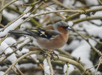 Bogfinke (Fringilla coelebs)
