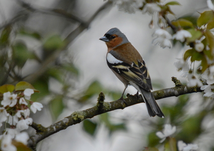Bogfinke (Fringilla coelebs)