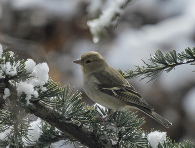 Bogfinke (Fringilla coelebs)
