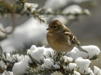 Bogfinke (Fringilla coelebs)