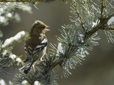 Bogfinke (Fringilla coelebs)