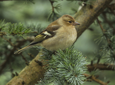 Bogfinke (Fringilla coelebs)