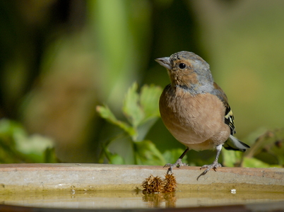 Bogfinke (Fringilla coelebs)