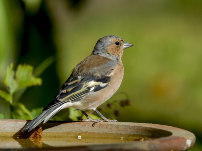 Bogfinke (Fringilla coelebs)