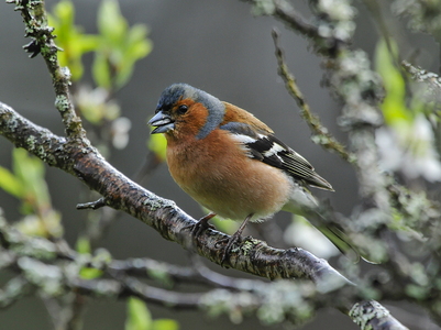 Bogfinke (Fringilla coelebs)