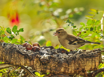 Bogfinke (Fringilla coelebs)