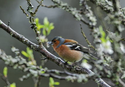 Bogfinke (Fringilla coelebs)