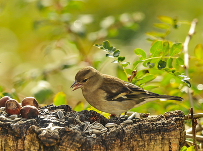 Bogfinke (Fringilla coelebs)