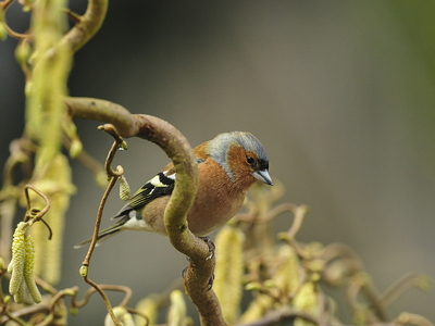 Bogfinke (Fringilla coelebs)
