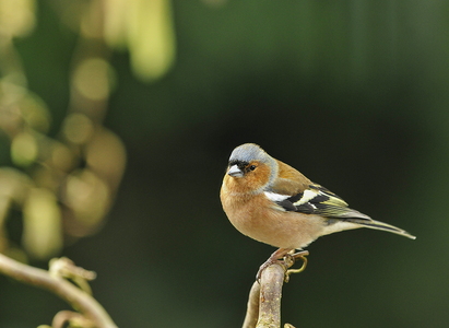 Bogfinke (Fringilla coelebs)