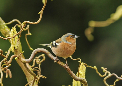 Bogfinke (Fringilla coelebs)