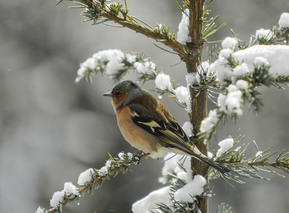 Bogfinke (Fringilla coelebs)