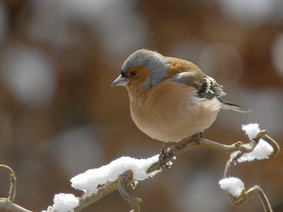Bogfinke (Fringilla coelebs)