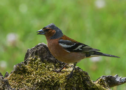 Bogfinke (Fringilla coelebs)