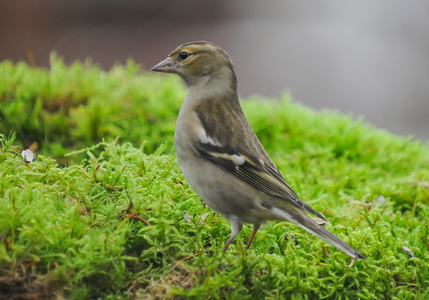 Bogfinke (Fringilla coelebs)