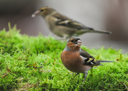 Bogfinke (Fringilla coelebs)