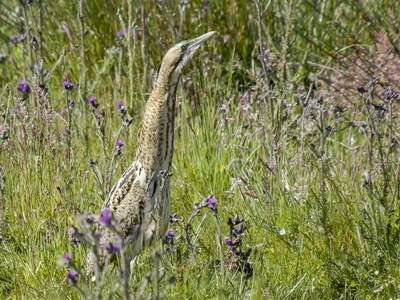 Rørdrum (Botaurus stellaris)