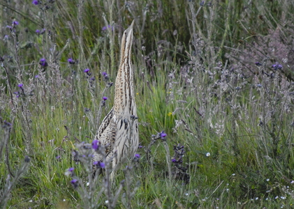 Rørdrum (Botaurus stellaris)