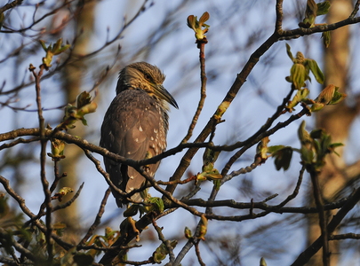 Nathejre (Nycticorax nycticorax)