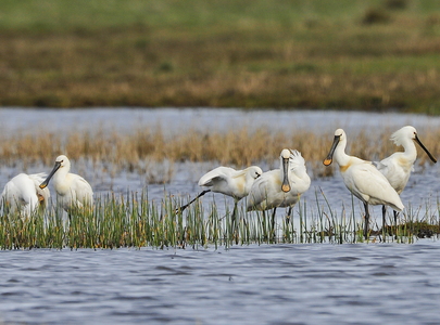 Skestork (Platalea leucorodia)