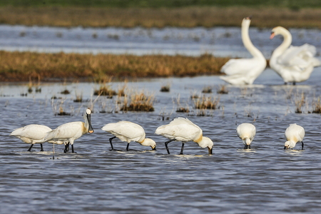 Skestork (Platalea leucorodia)