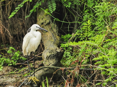 Silkehejre (Egretta garzetta)