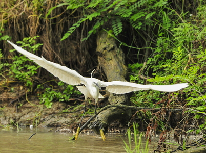 Silkehejre (Egretta garzetta)