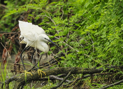 Silkehejre (Egretta garzetta)