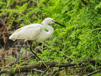 Silkehejre (Egretta garzetta)